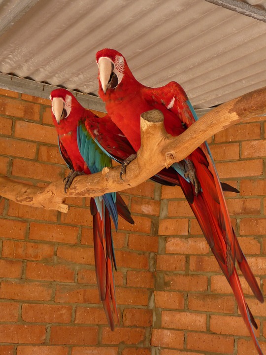 parrots, tropical, birds