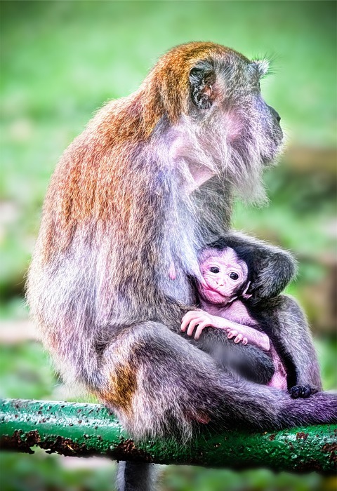 monkeys, animals, baby