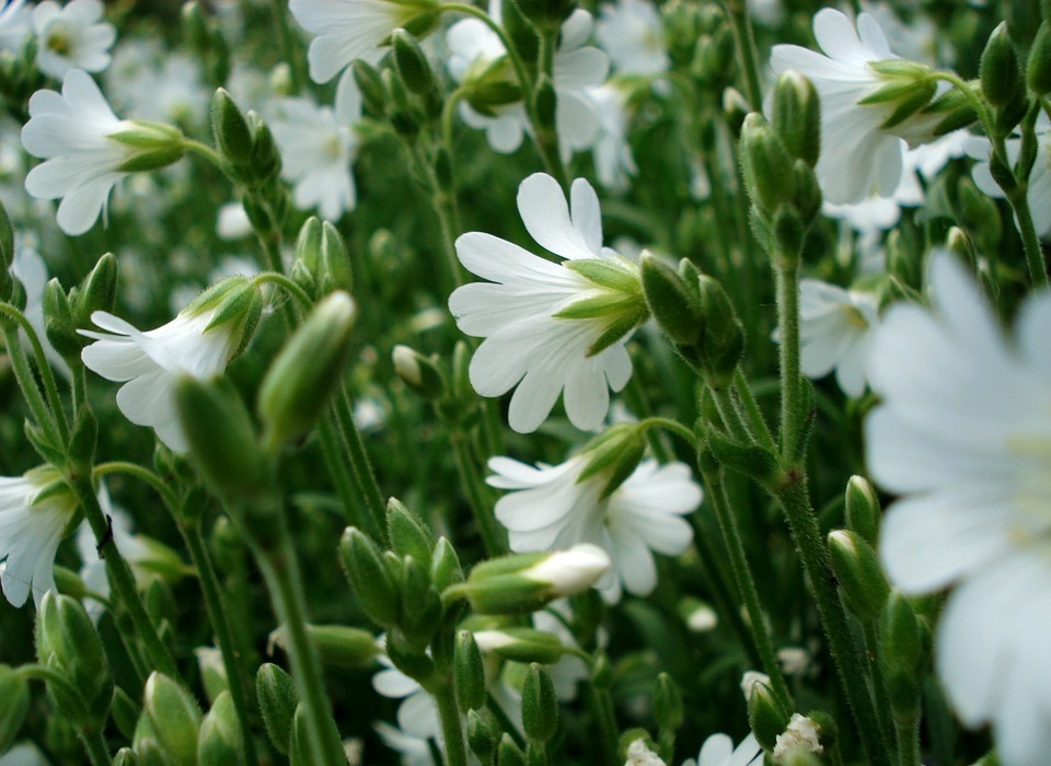 white flowers, small flowers, blooming grass