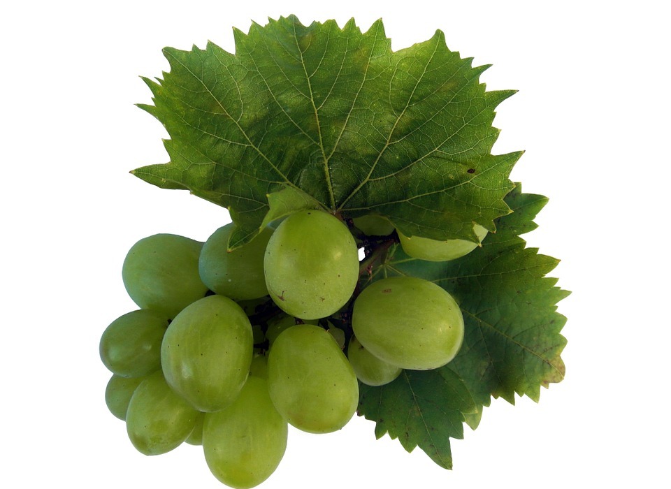wine, wine leaf, grape