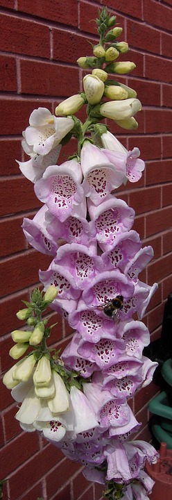 flower, plant, purple