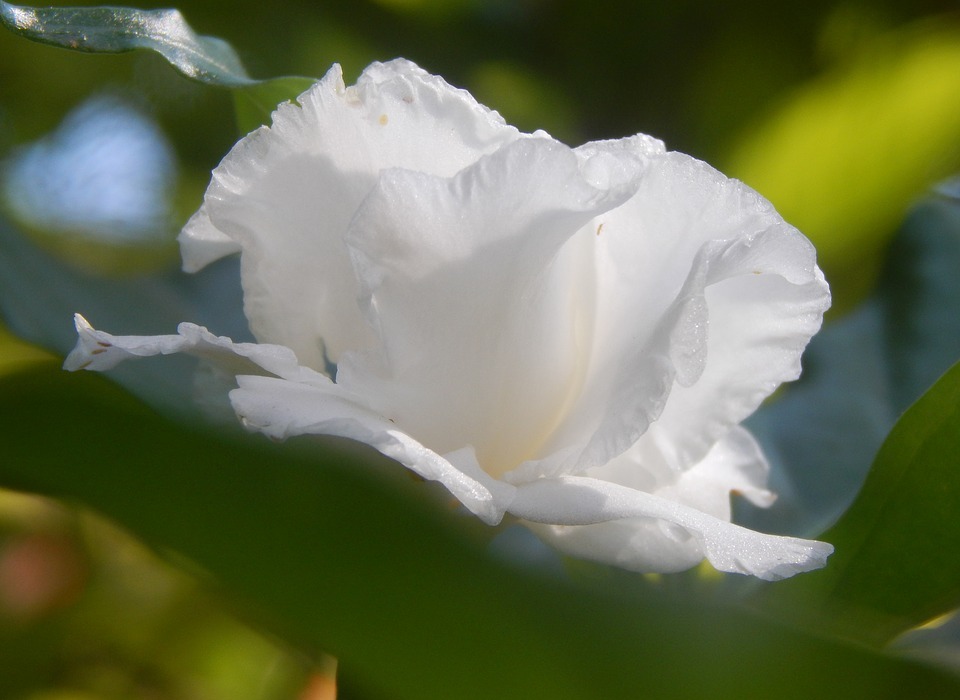 flower, white, gardenia