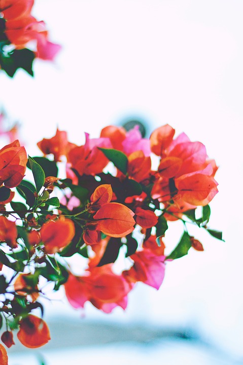 flowers, orange, pink