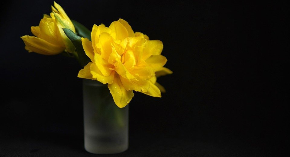 yellow tulips, flower, small flower vase