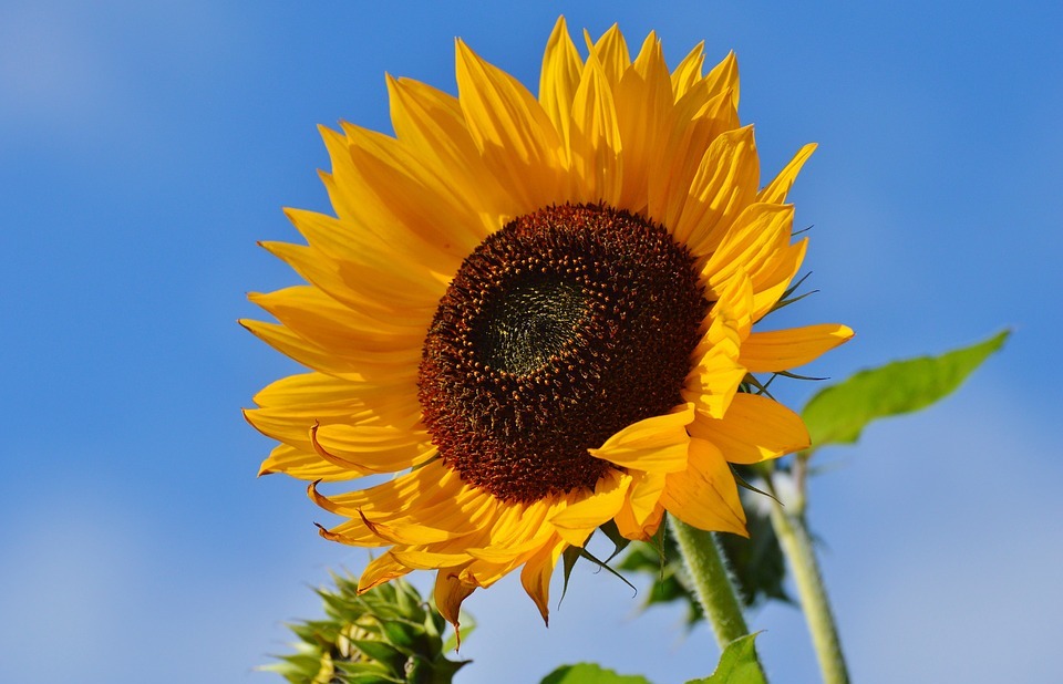 sunflower, flower, bloom