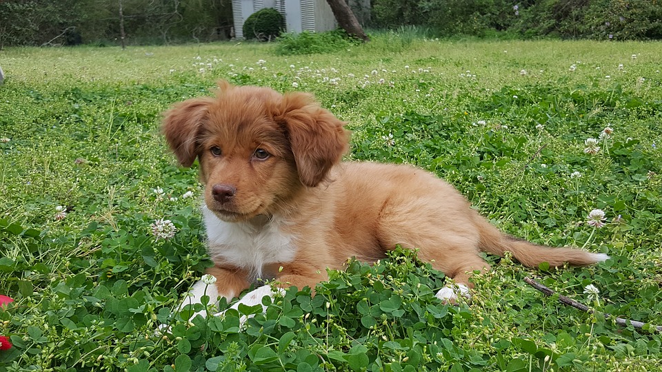 puppy, baby, grass