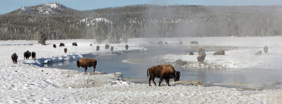 bison buffalo, herd, hot springs