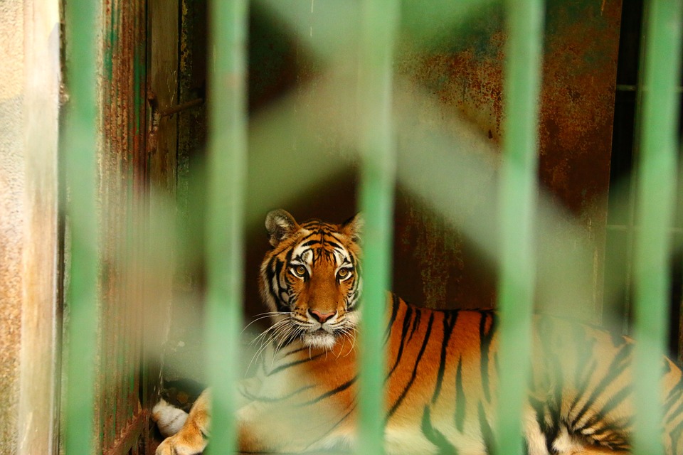 animal, tiger, cage