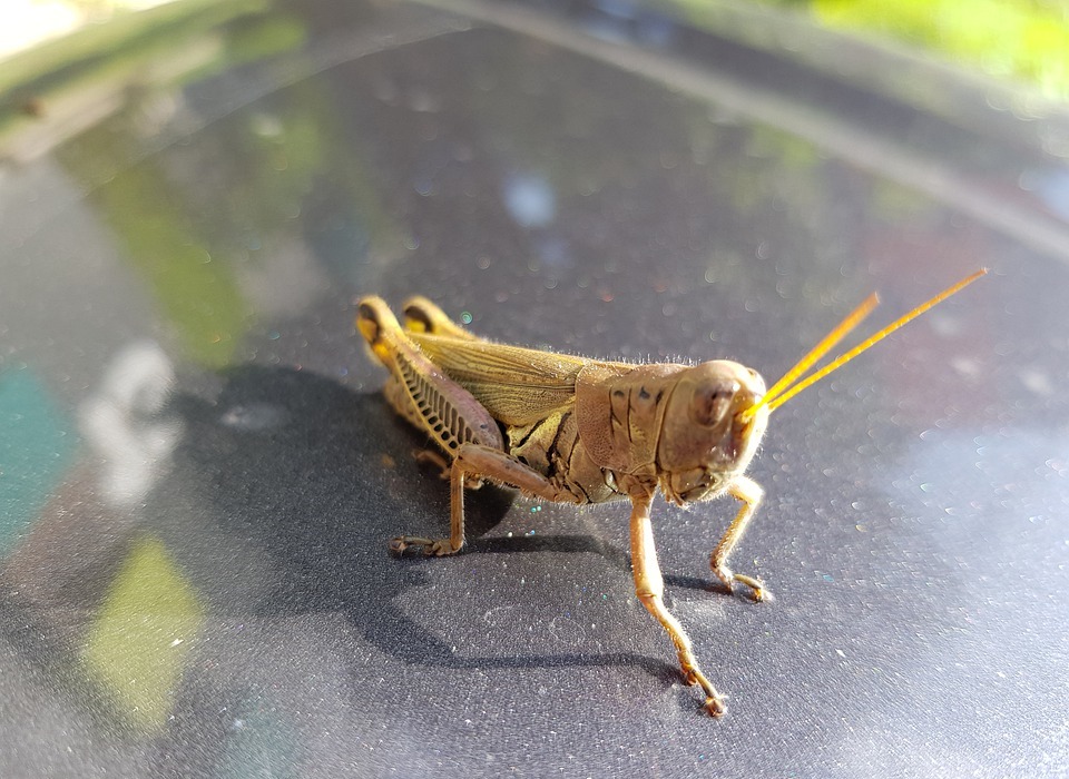 cricket, bug, insect