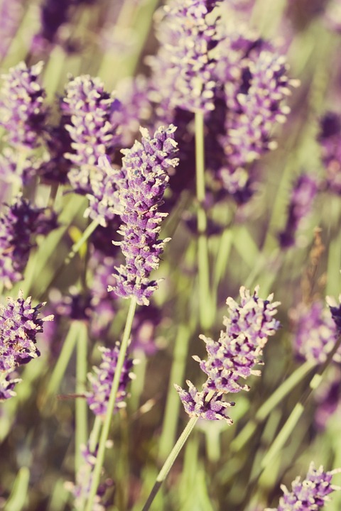 flowers, lavender, close-up
