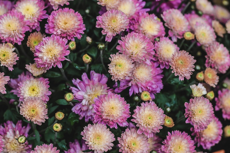 flowers, pink, mums