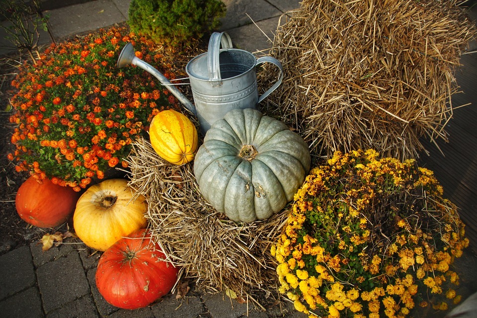 autumn, pumpkins, fall