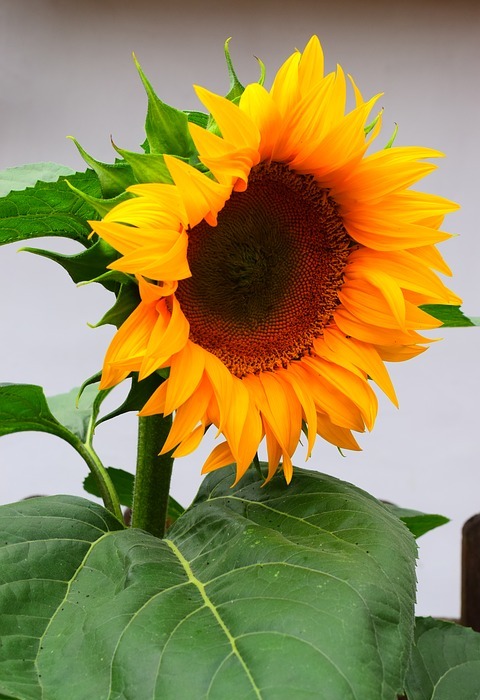 sunflower, flowers, blossom