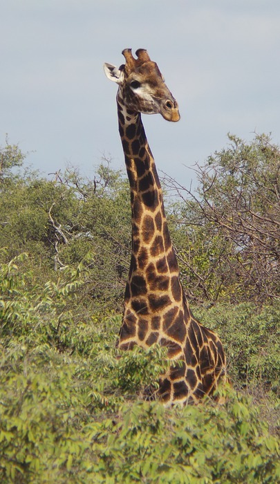 giraffe, safari, africa