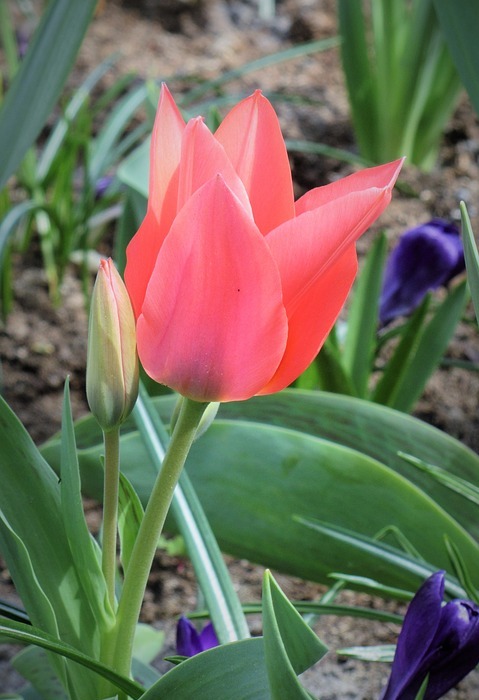 tulip, tulips, pink