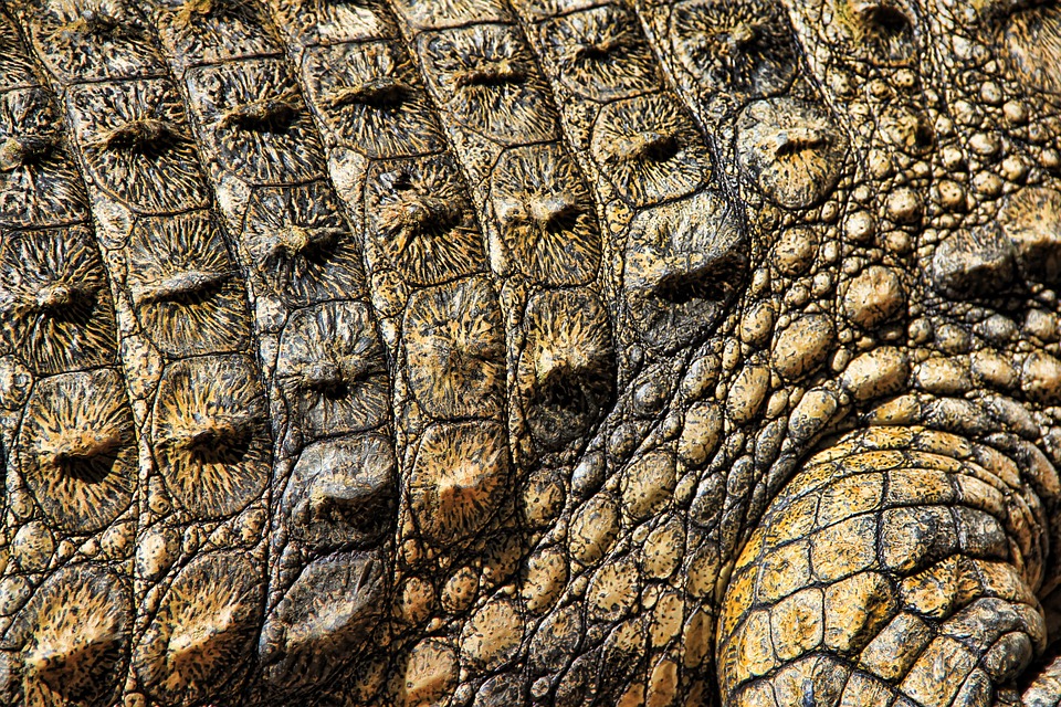 crocodile, texture, nature