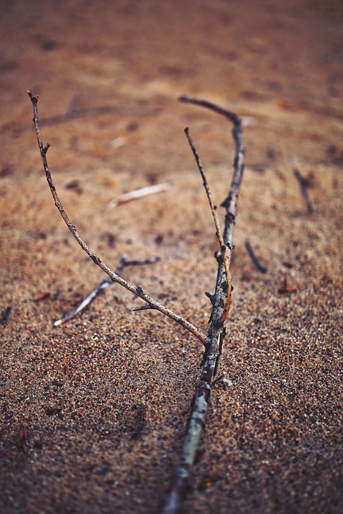 twig, sand, nature