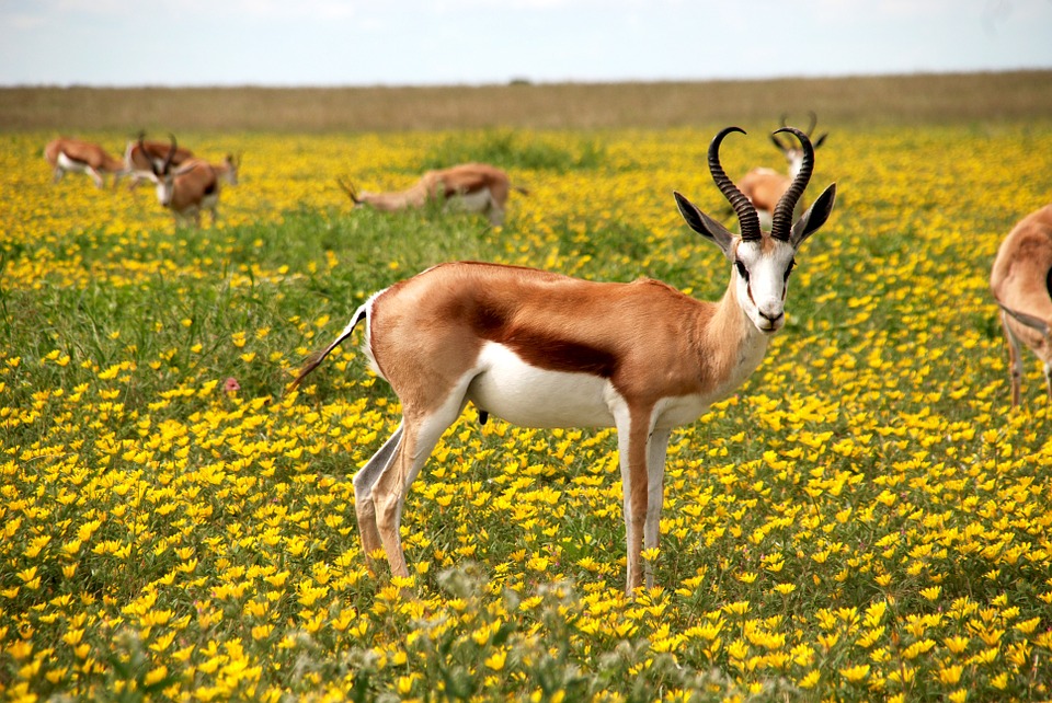 antelope, nature, flowers