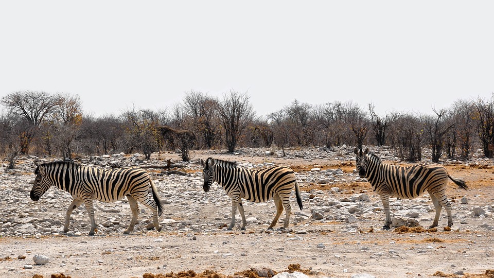 zebra, africa, namibia