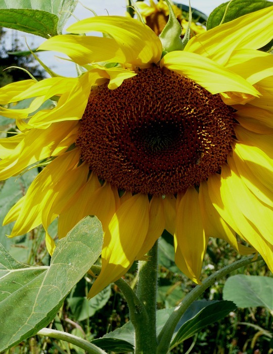 sunflower, summer, blossom