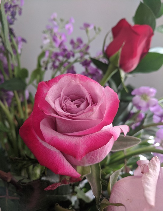 mothers day, pink rose, zoom background