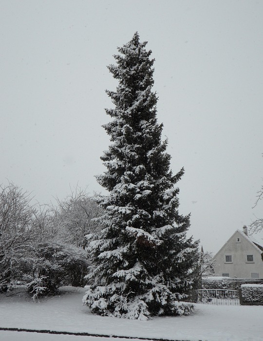 snowy, fir, high