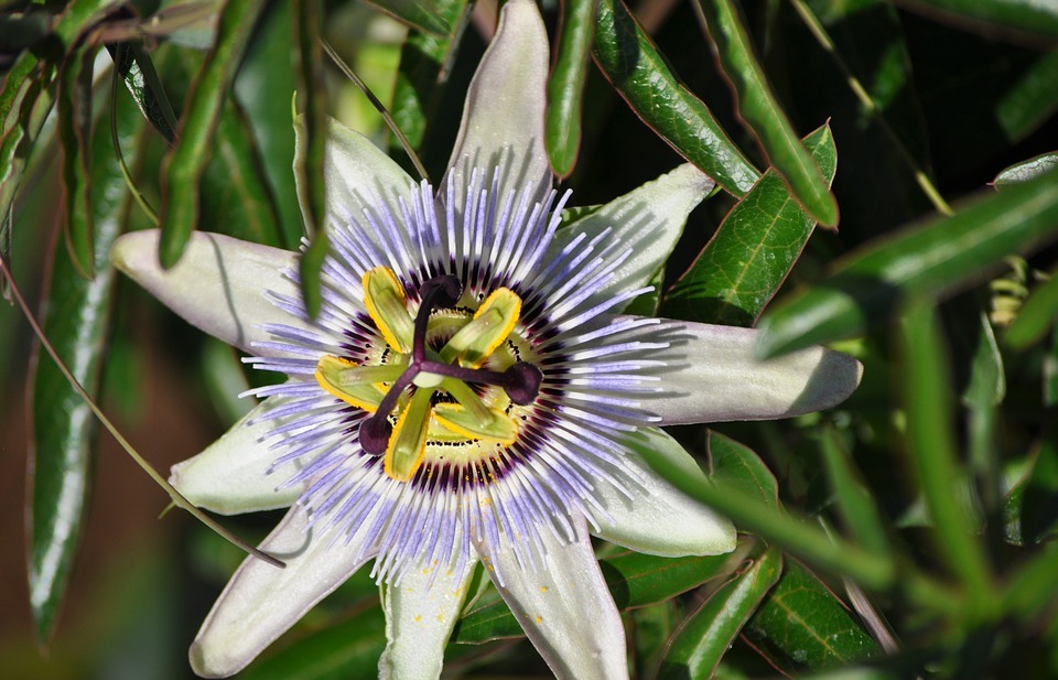 passion flower, summer, exotic