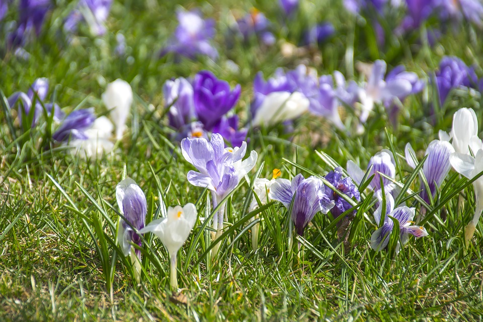flourishing crocuses, violet, spring