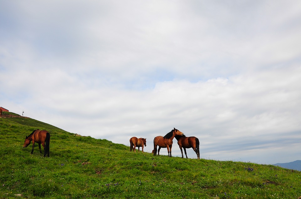 alpine, meadows, horses