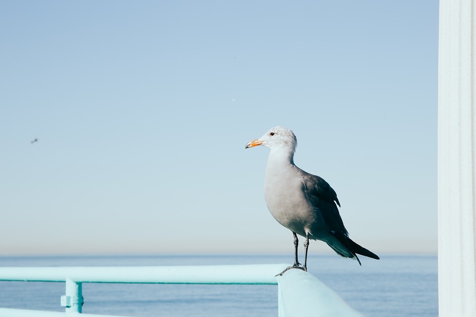 seagull, bird, individual
