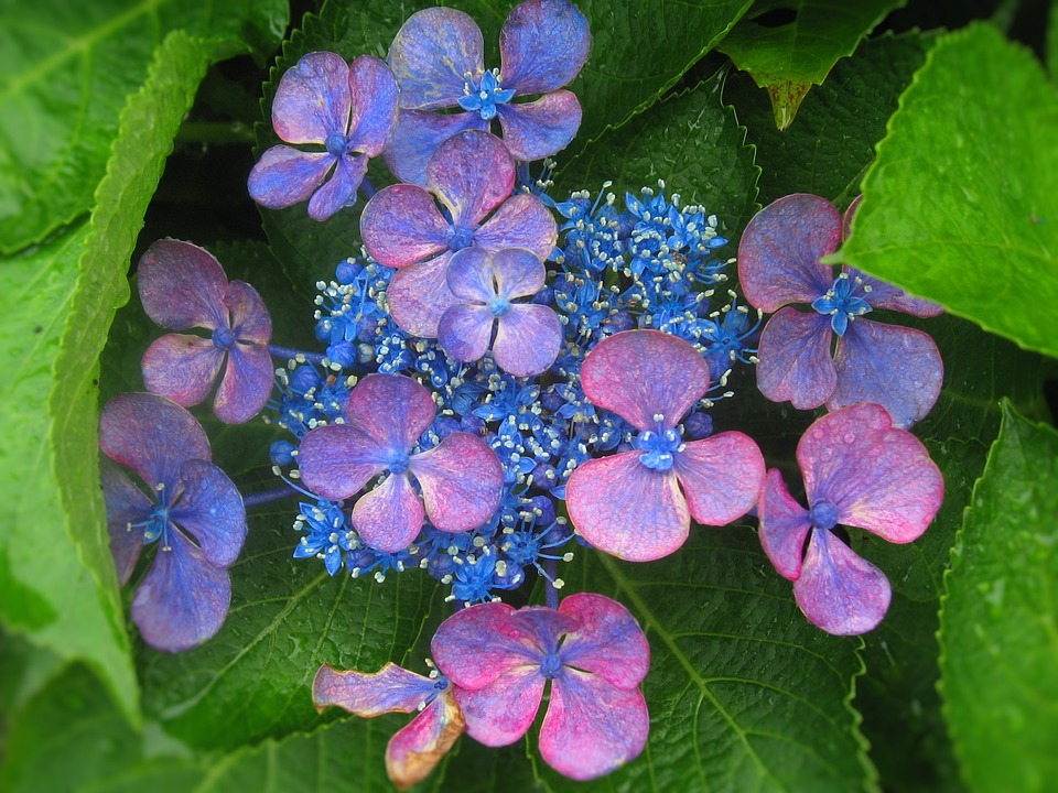 hydrangea, ota kisan, flowers