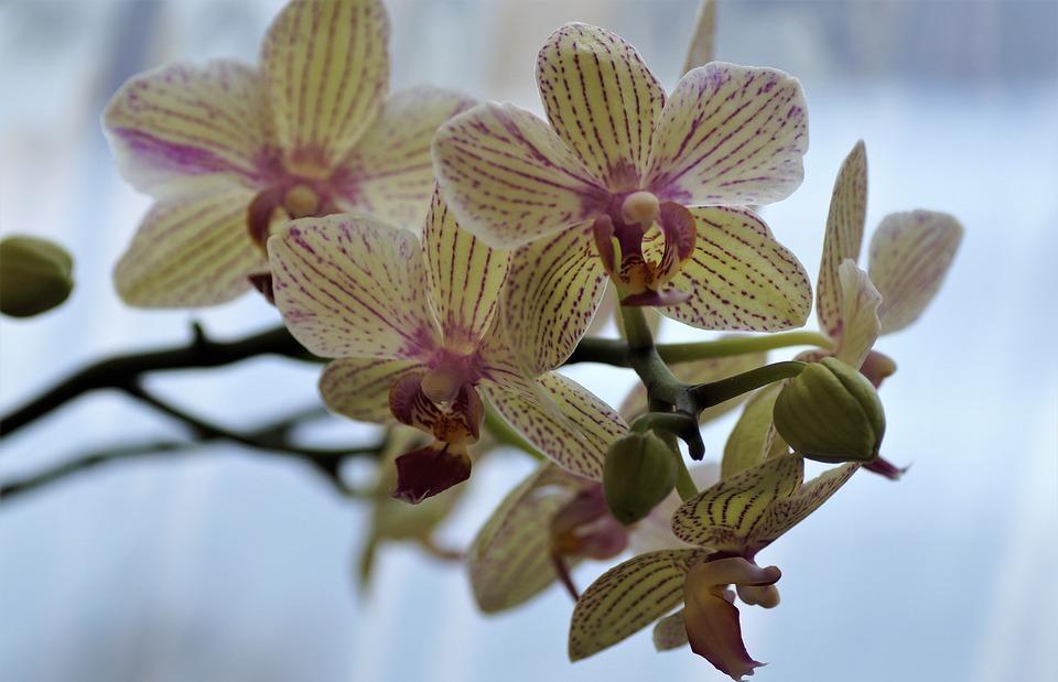 orchidea, exotic flower, flower