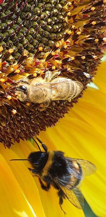 sunflower, bees, flower