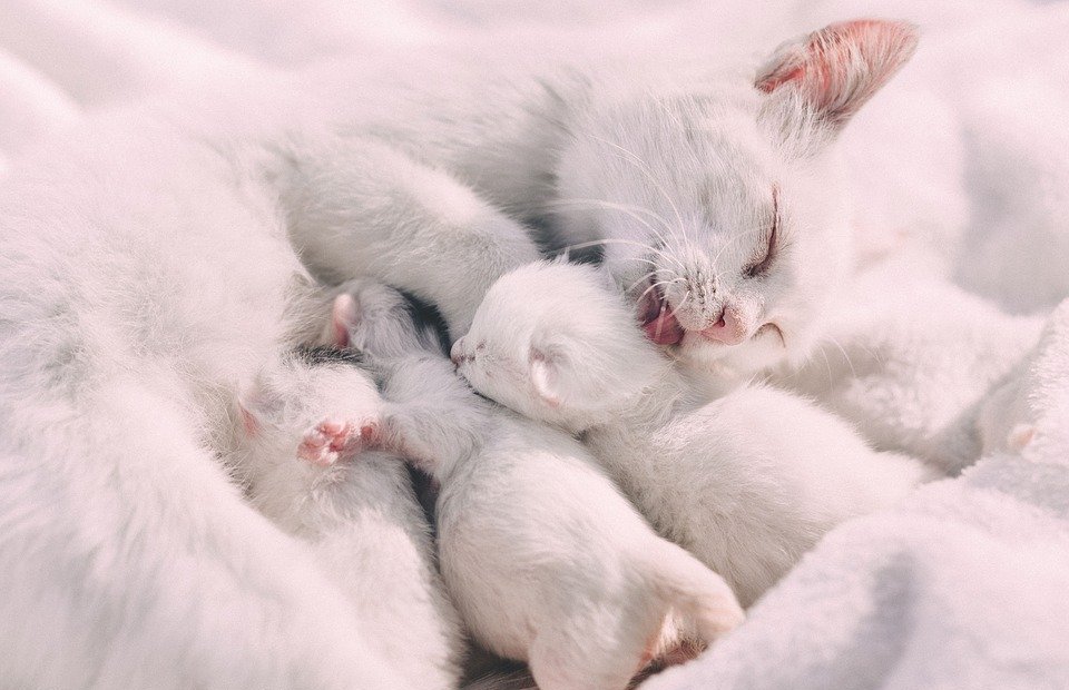 white, cat, kitten