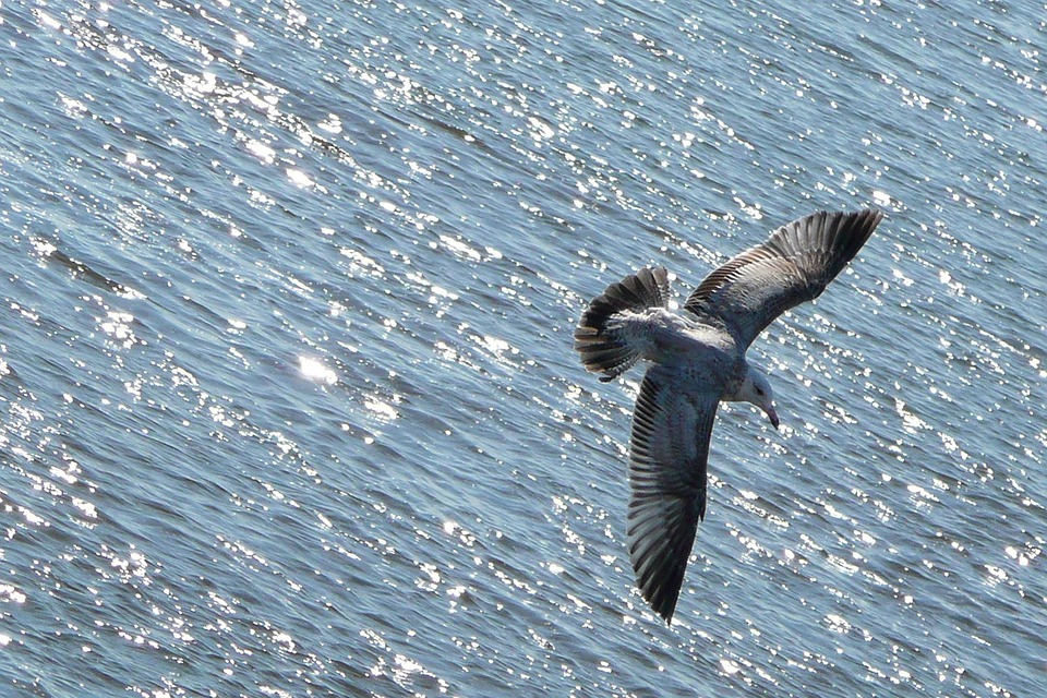 flying, seagull, bird