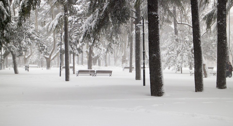 snow, tree, snowy road
