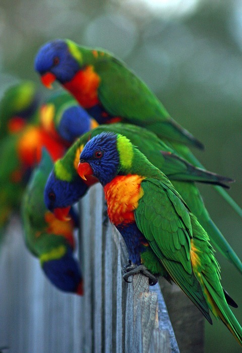 bird, parrot, colorful