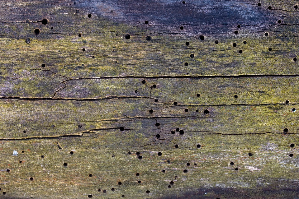 texture, background, wood