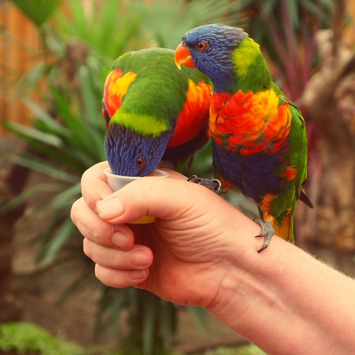 rainbow lorikeet, birds, parrot