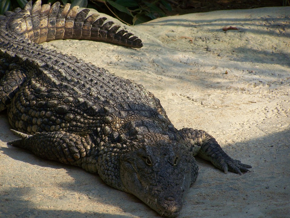 alligator, crocodile, reptile