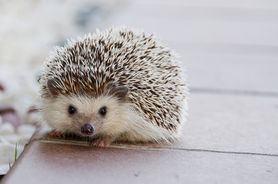 hedgehog, baby, cute