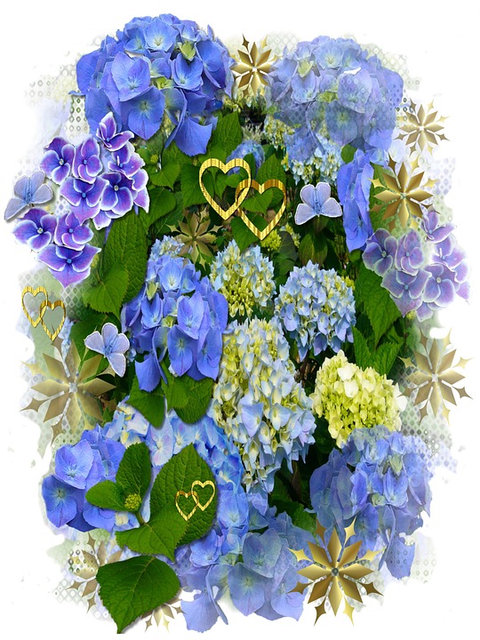 hydrangeas, blue flowers, hearts