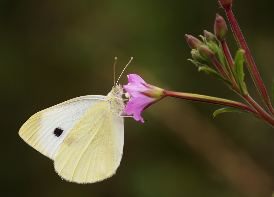 butterfly, insect, white