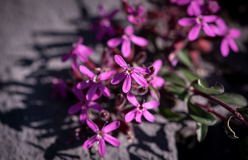 flowers, pink, small