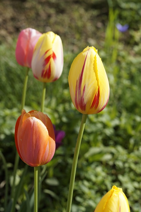 tulips, garden, cut flowers
