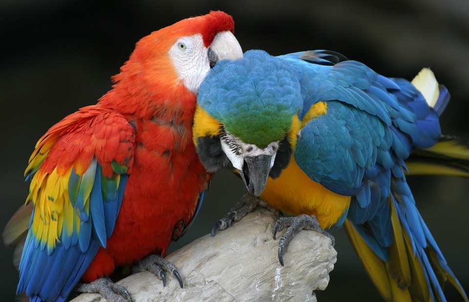 parrot, bird, exotic