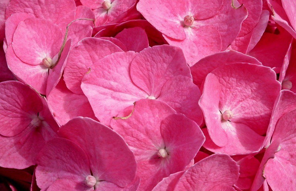 hydrangea, flowers, pink