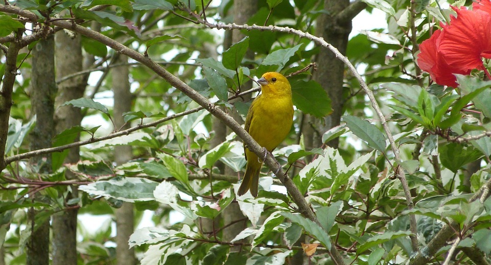 bird, canario land, yellow