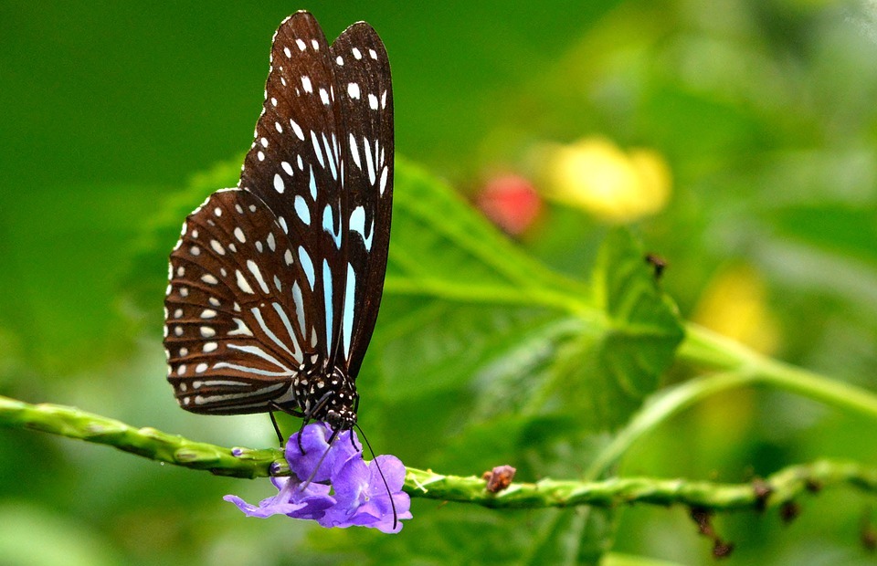 nature, butterfly, exotic