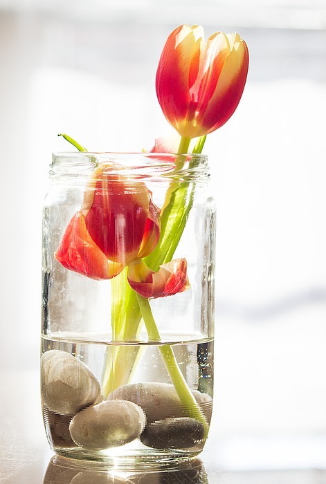 tulips, spring, flowers